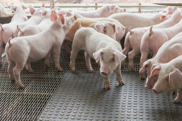 1532326700217238.jpg 科學養豬場.jpg